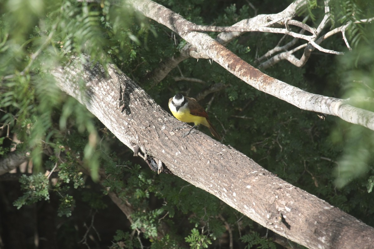Great Kiskadee - ML643902835