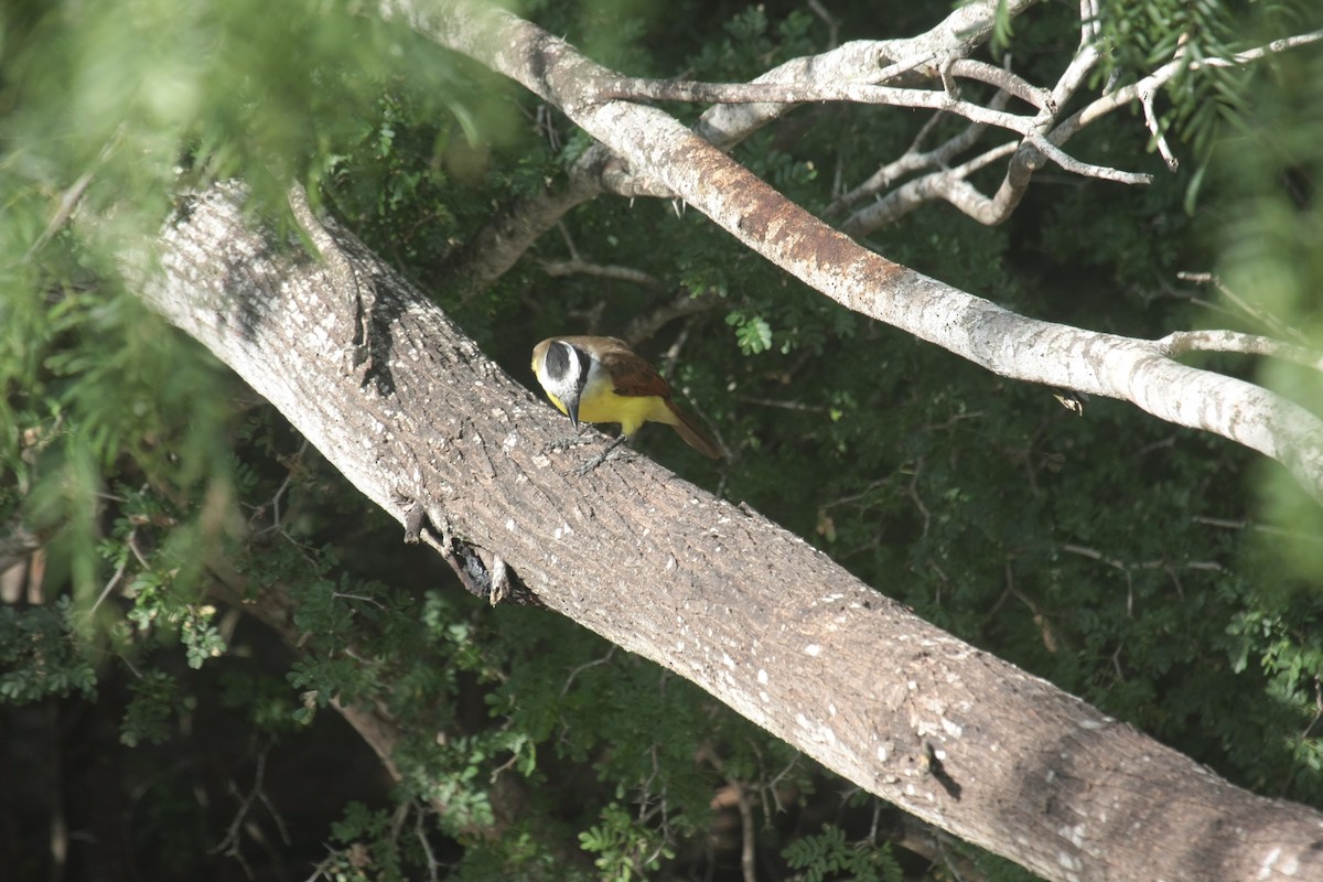 Great Kiskadee - ML643902836