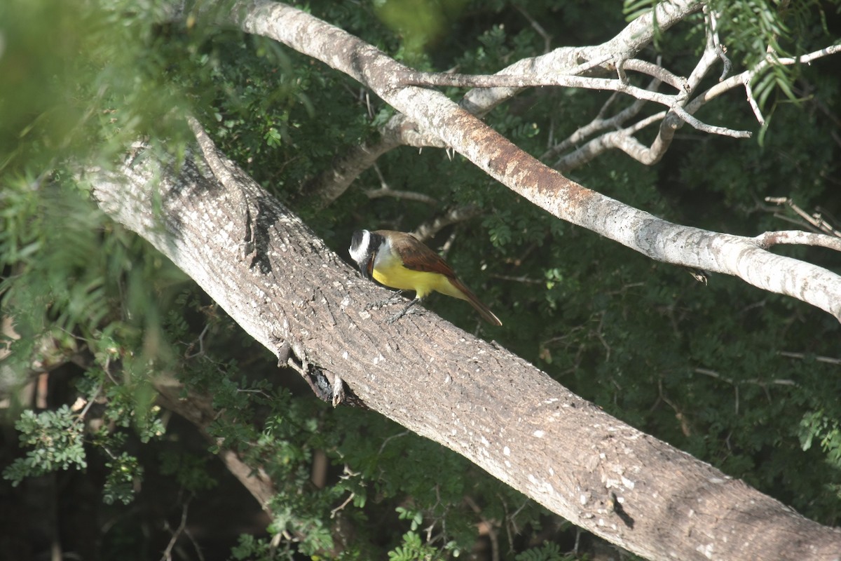 Great Kiskadee - ML643902837