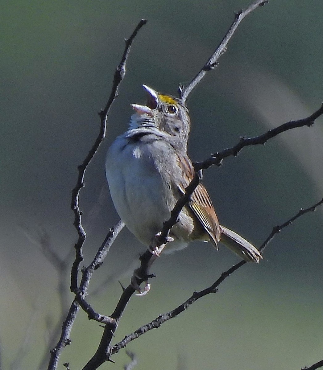 Grassland Sparrow - ML643902840