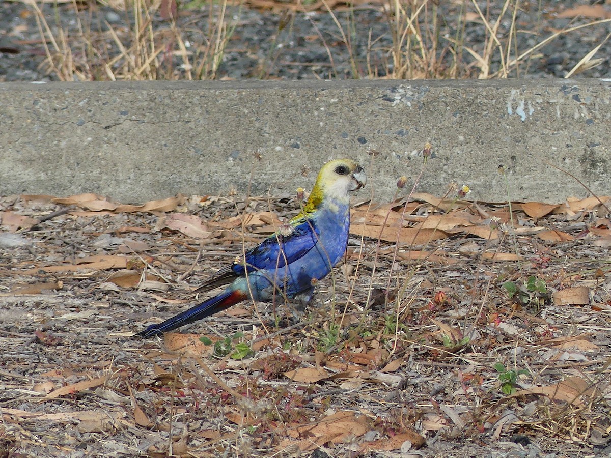 Pale-headed Rosella - ML643902844
