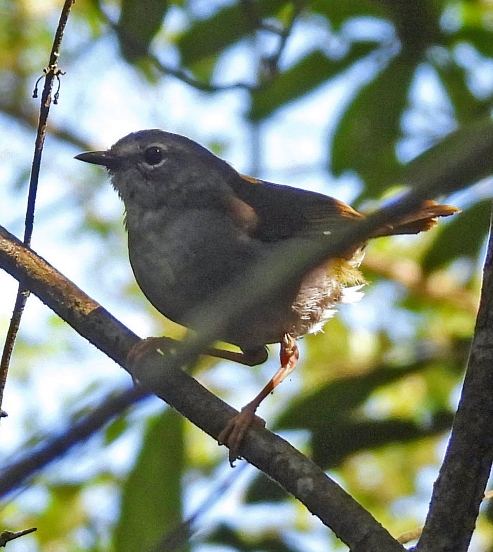 White-browed Warbler - ML643902865