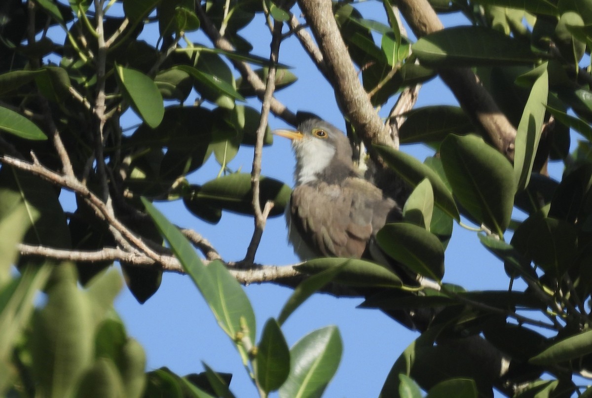 Yellow-billed Cuckoo - ML643902869
