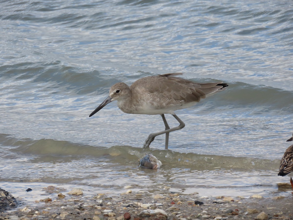 Willet (Western) - ML643902870