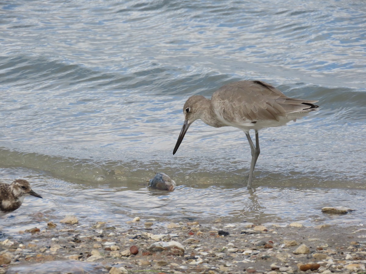 Willet (Western) - ML643902871