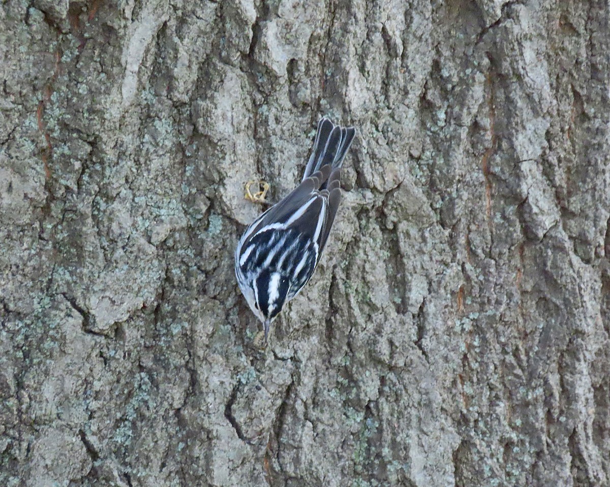 Black-and-white Warbler - ML643902874