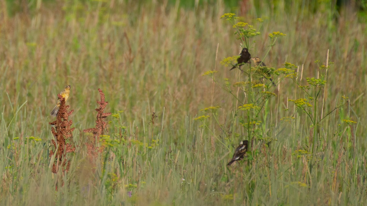 Bobolink - ML643902875
