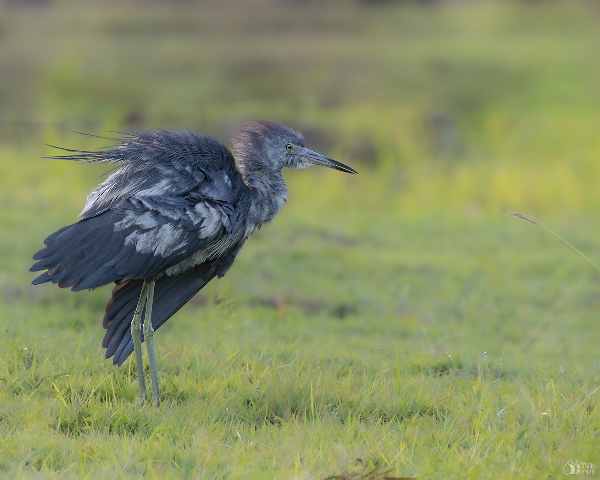 Little Blue Heron - ML643902892
