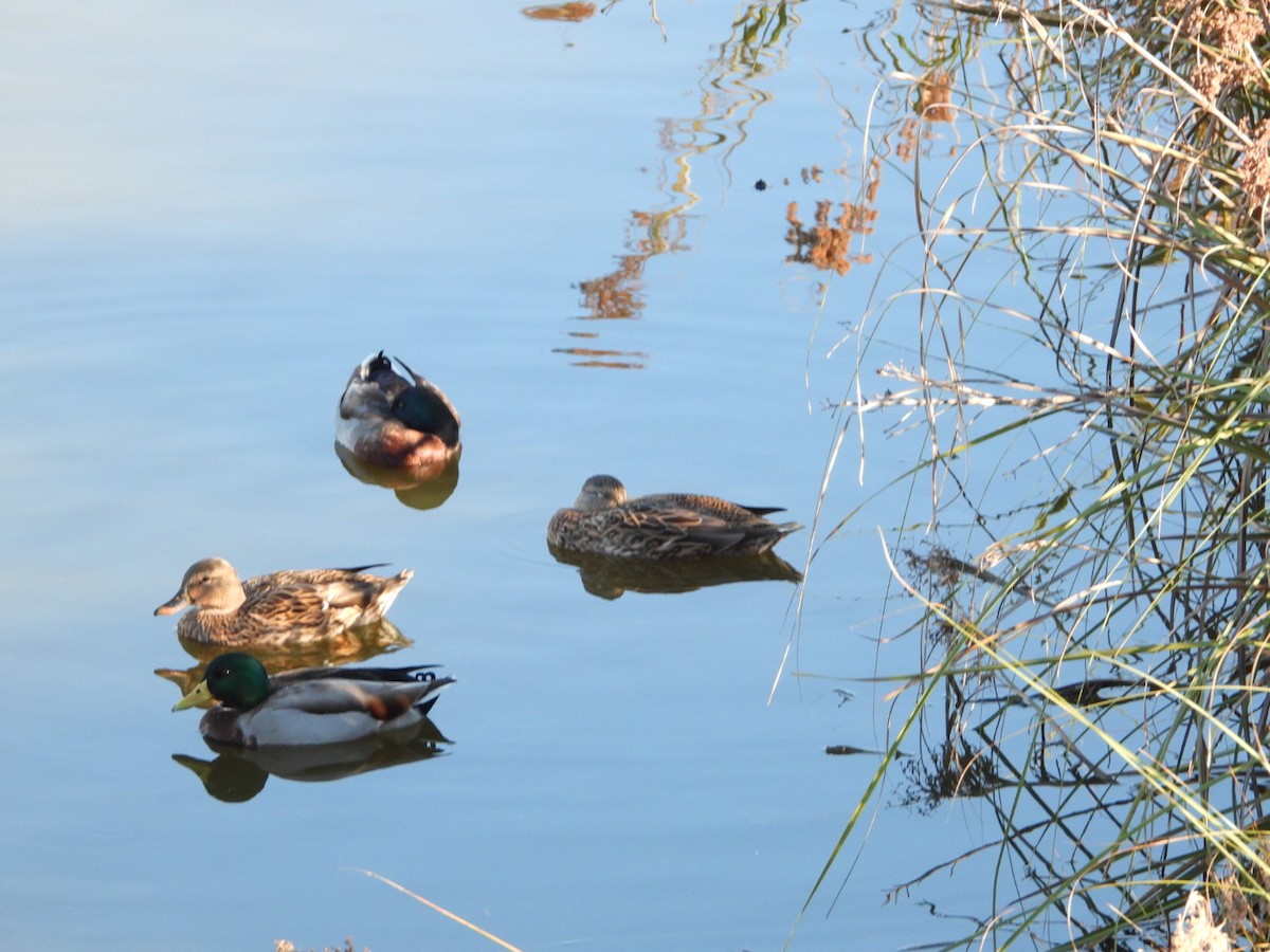 Mallard - ML643902902