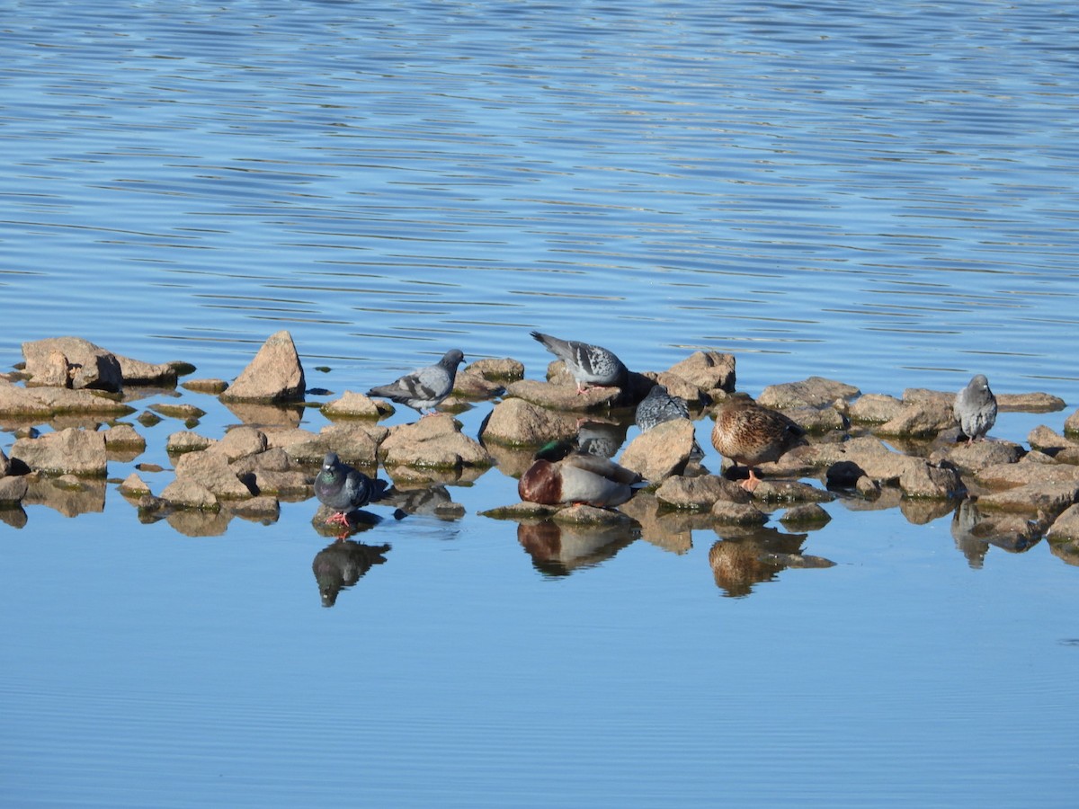 Rock Pigeon (Feral Pigeon) - ML643902906