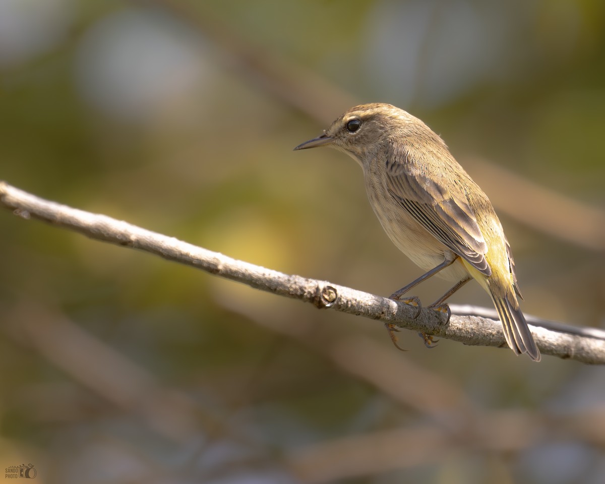 Palm Warbler - ML643902909