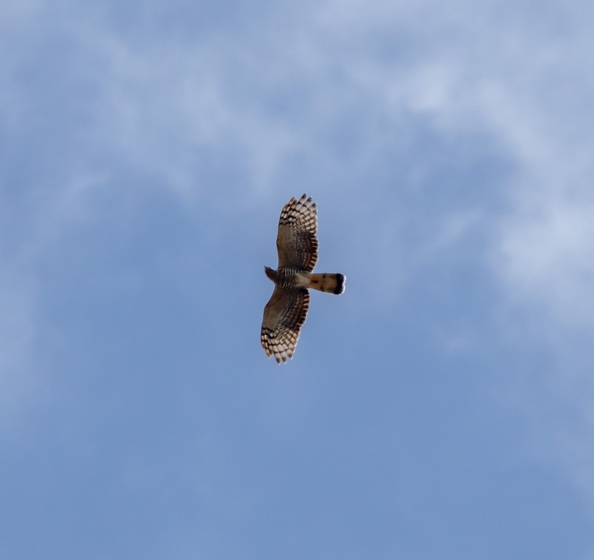 Hook-billed Kite - ML643902910