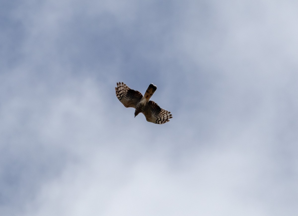 Hook-billed Kite - ML643902911