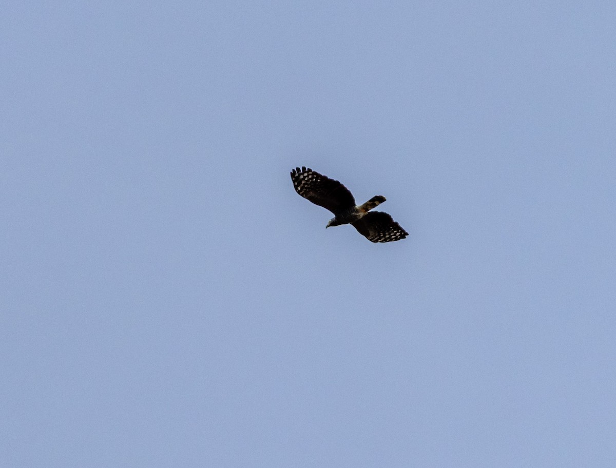 Hook-billed Kite - ML643902912