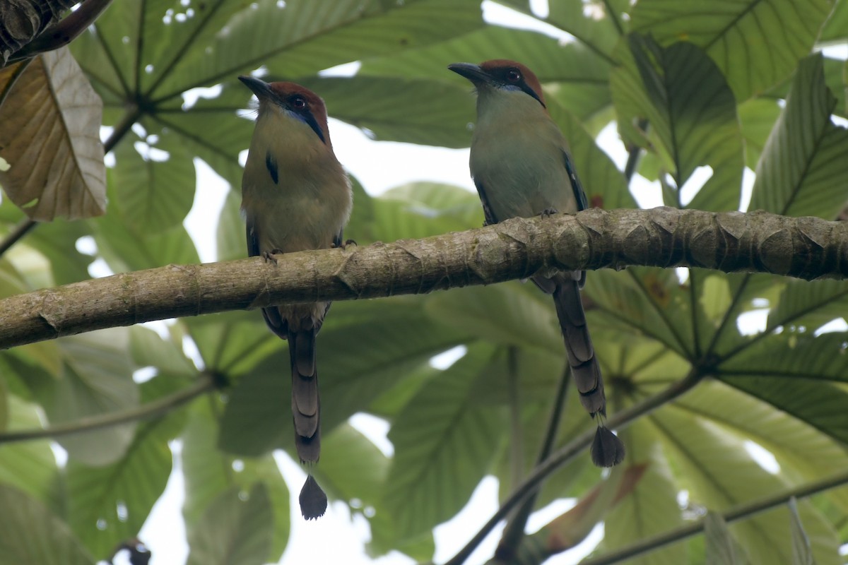 Russet-crowned Motmot - ML643902913