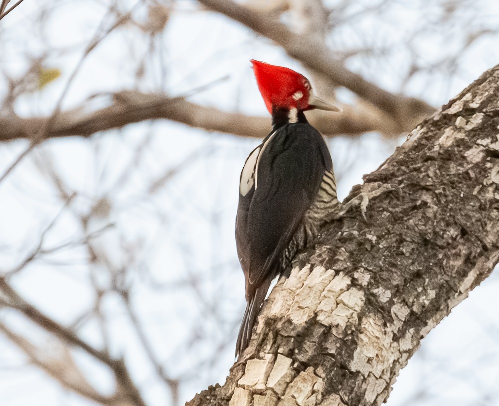 Crimson-crested Woodpecker - ML643902914