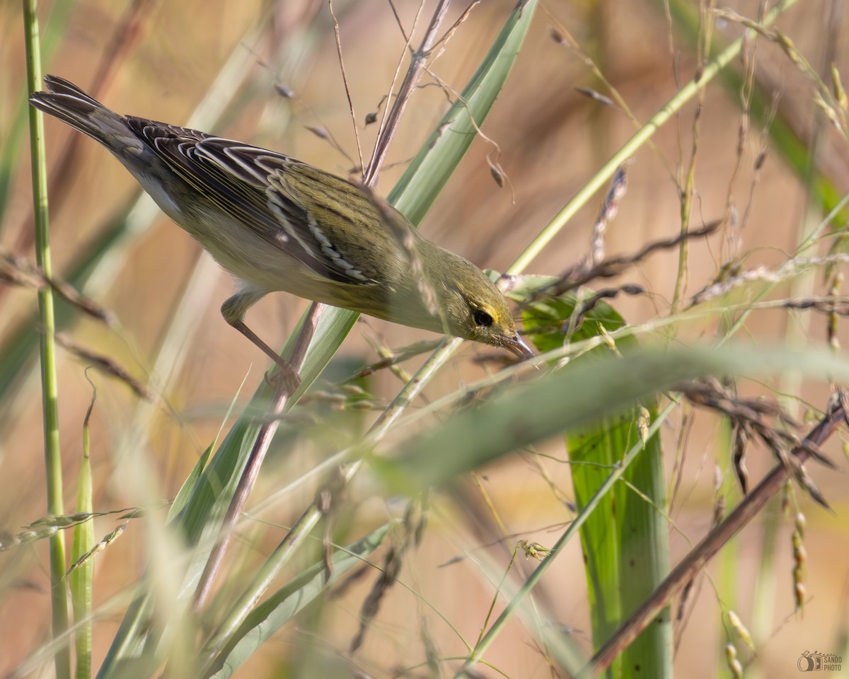 Blackpoll Warbler - ML643902915