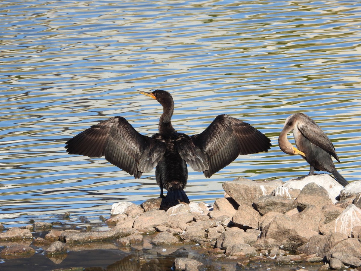 Double-crested Cormorant - ML643902924