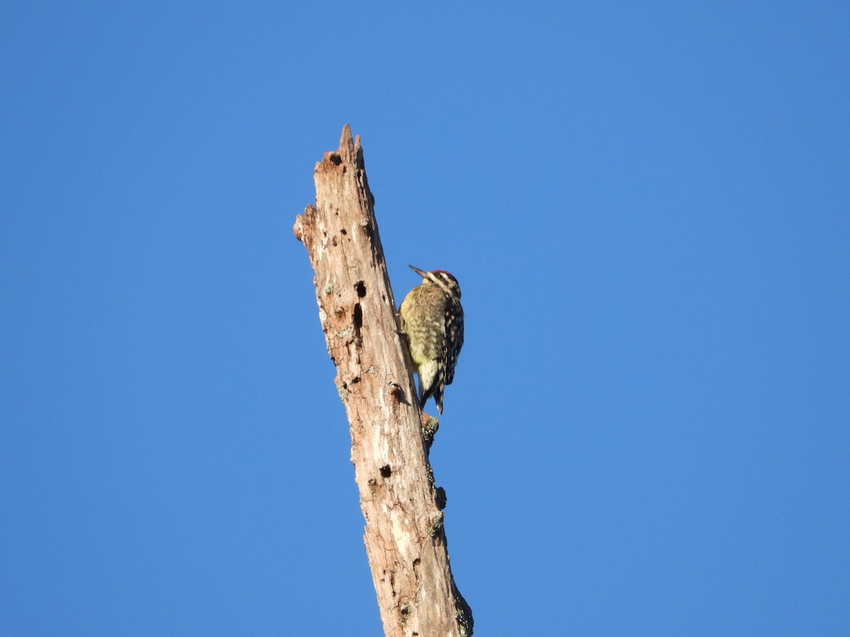 Yellow-bellied Sapsucker - ML643902929