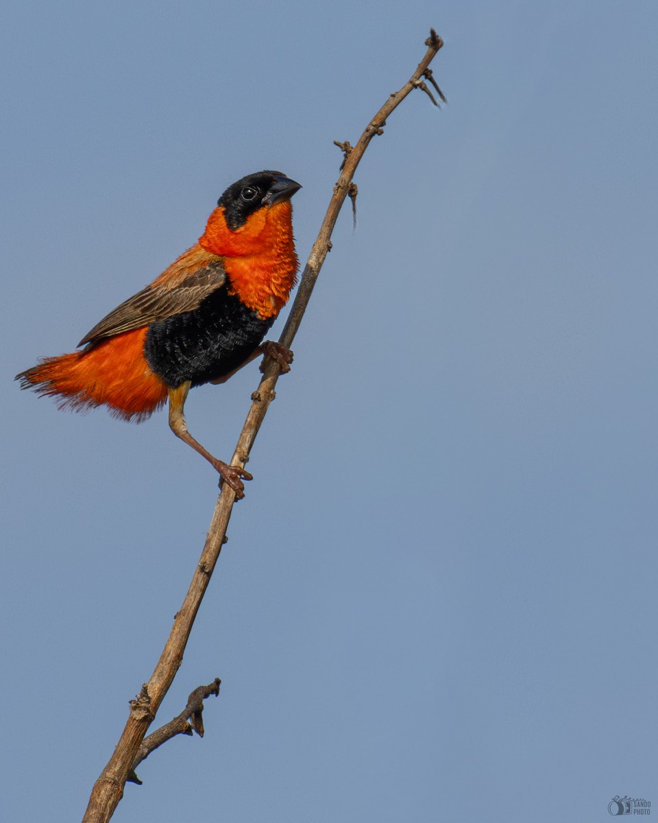 Northern Red Bishop - ML643902935