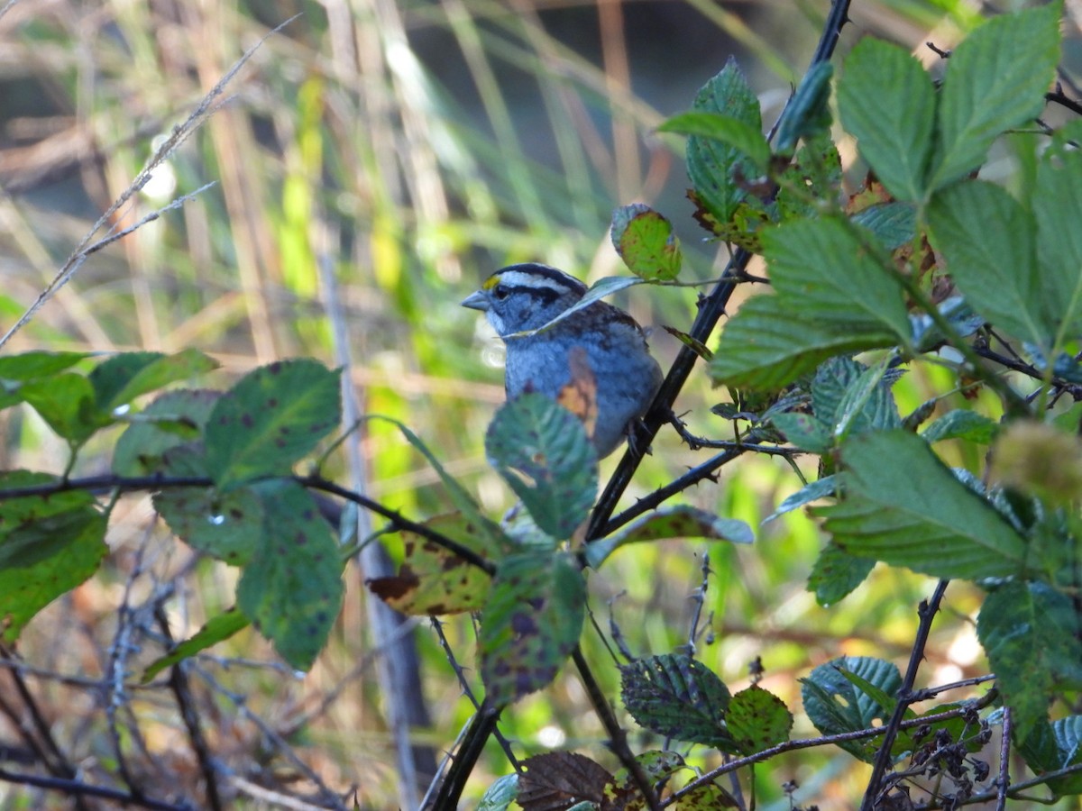 White-throated Sparrow - ML643902956