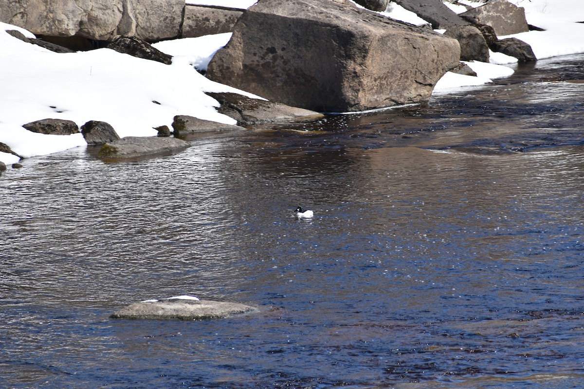 Common Goldeneye - ML643902962