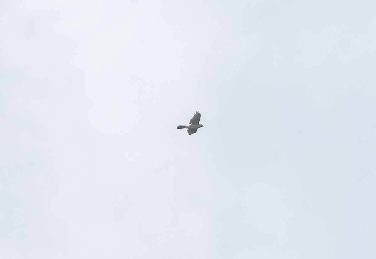Cooper's Hawk - ML643903000