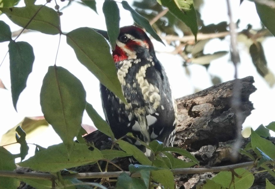 Chupasavia Nuquirrojo/Pechirrojo - ML643903052