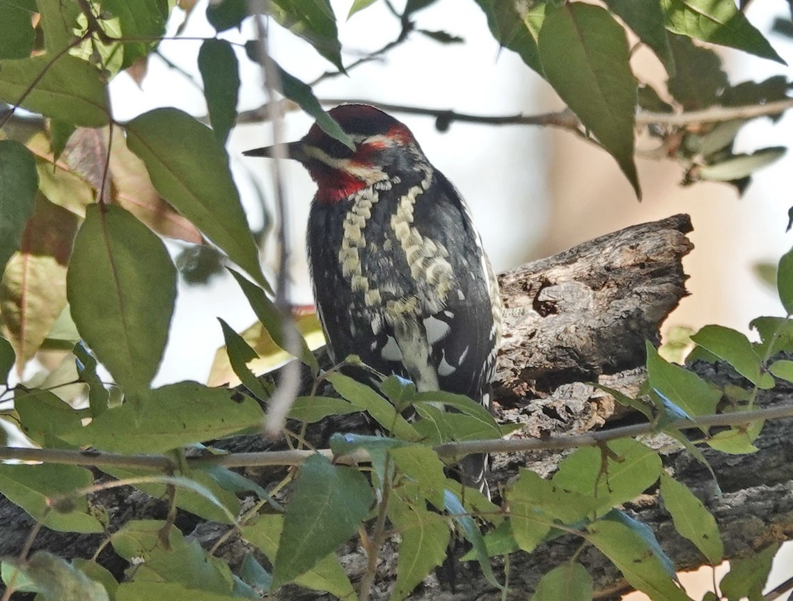Chupasavia Nuquirrojo/Pechirrojo - ML643903054