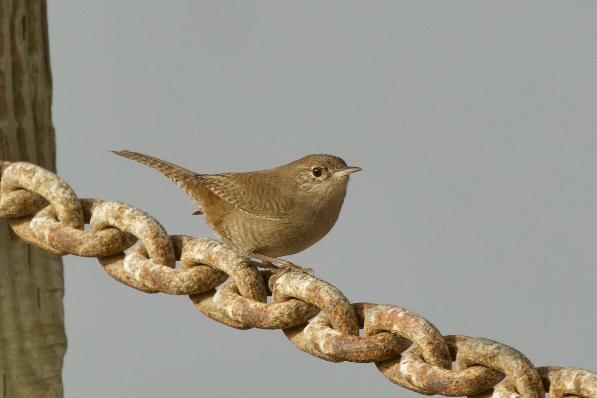 Northern House Wren - ML643903058