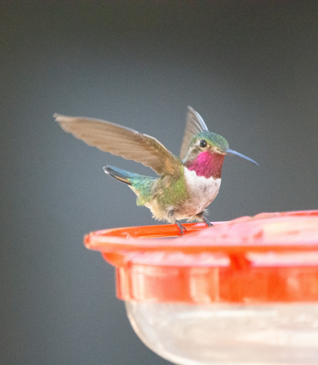 Broad-tailed Hummingbird - ML643903059