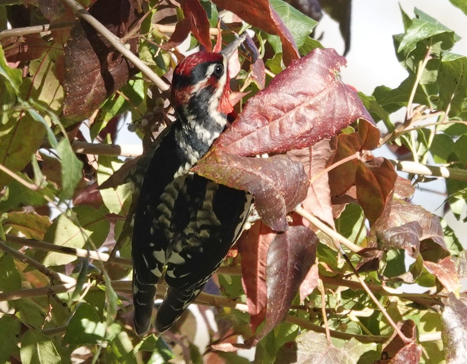 Chupasavia Nuquirrojo/Pechirrojo - ML643903067