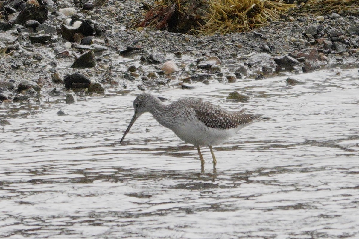 Greater Yellowlegs - ML643903071