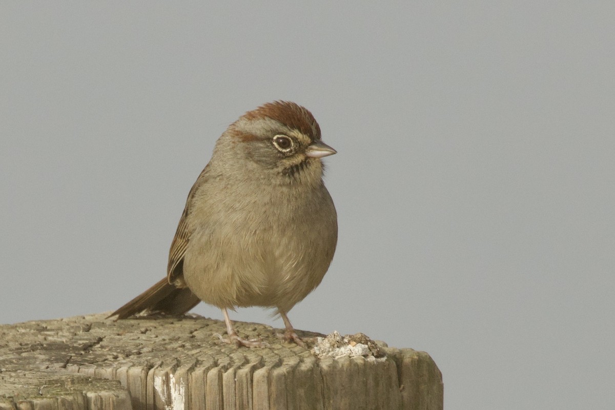 Rufous-crowned Sparrow - ML643903079