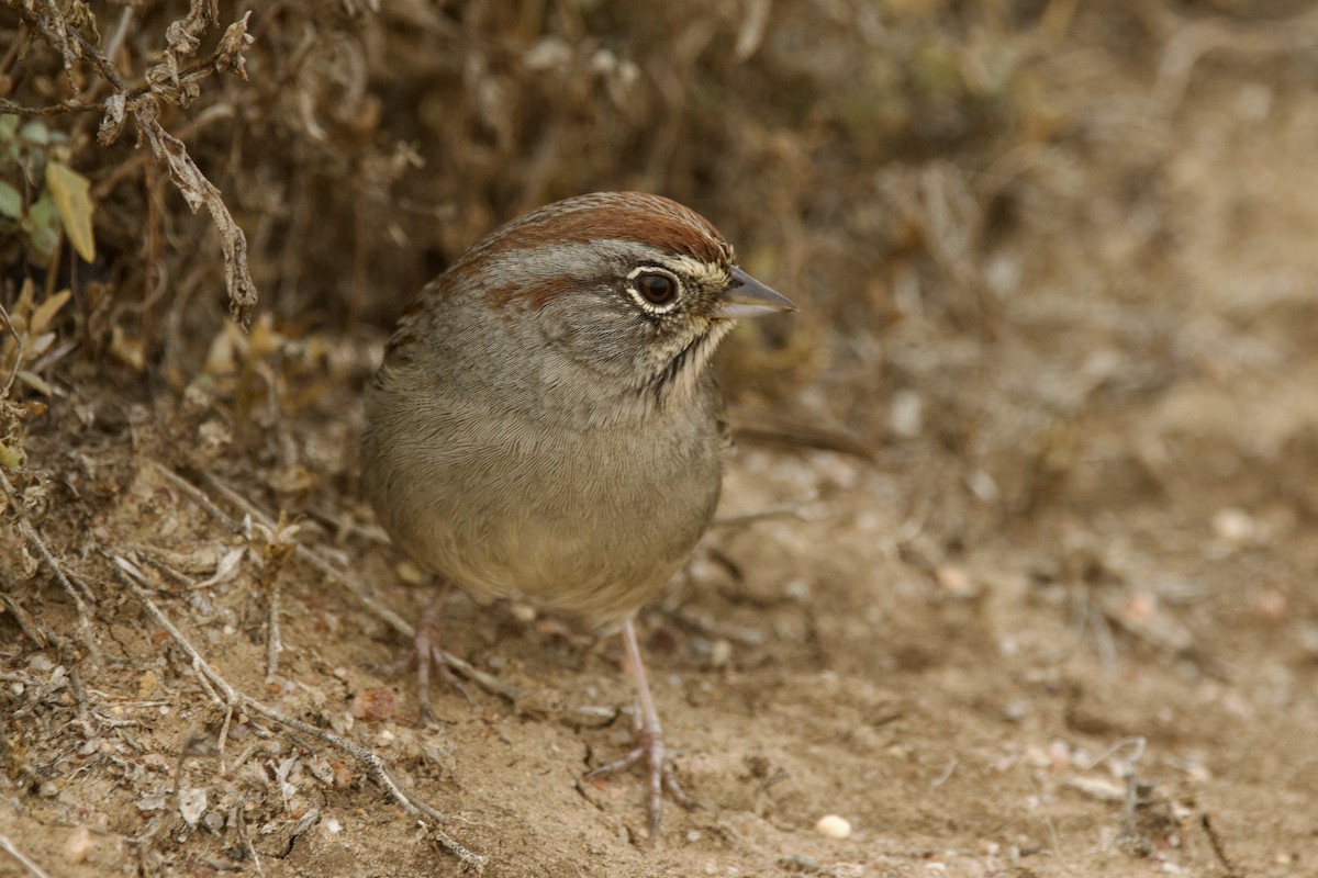 Rufous-crowned Sparrow - ML643903080