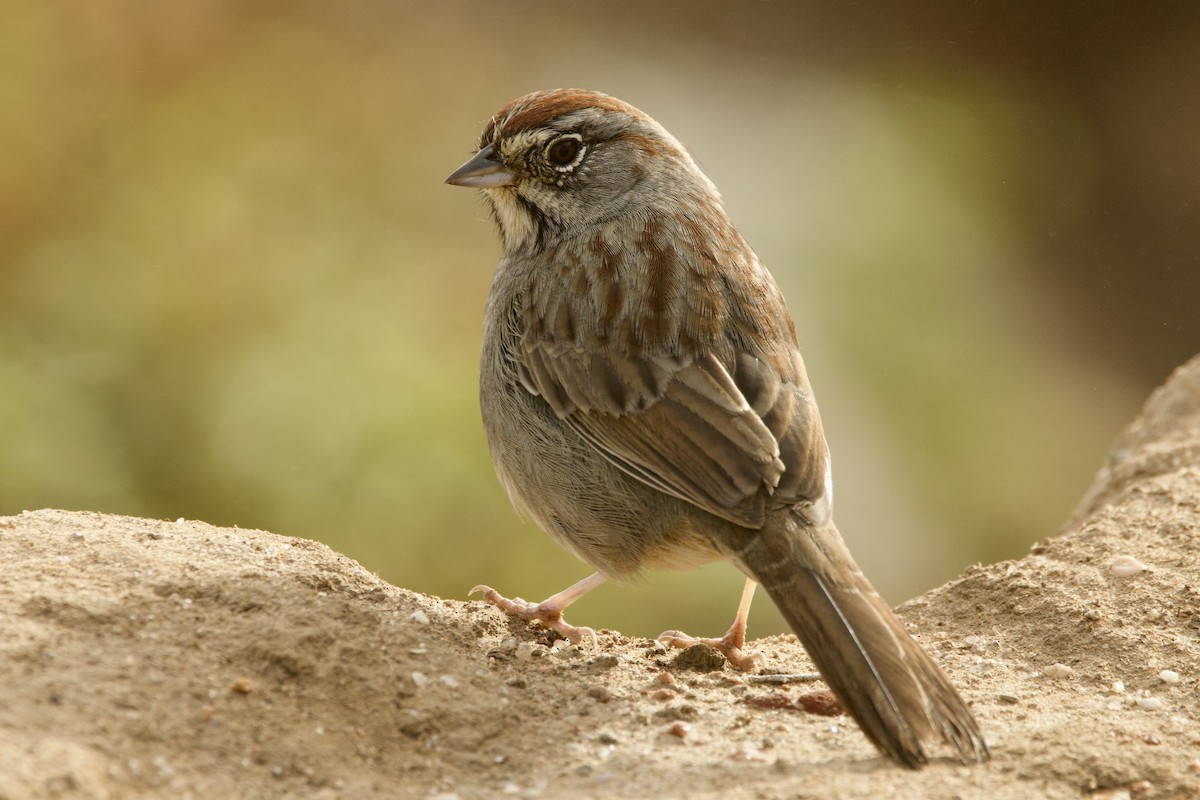 Rufous-crowned Sparrow - ML643903081