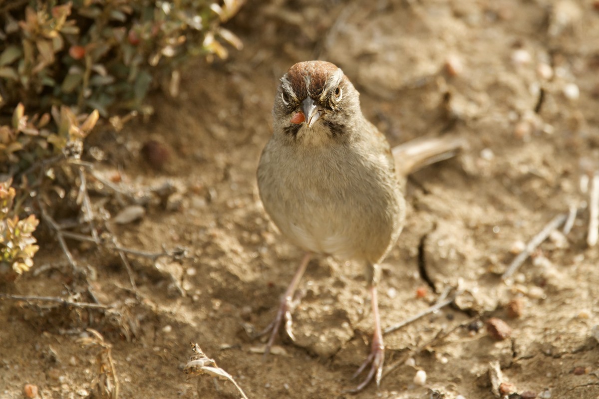 Rufous-crowned Sparrow - ML643903082
