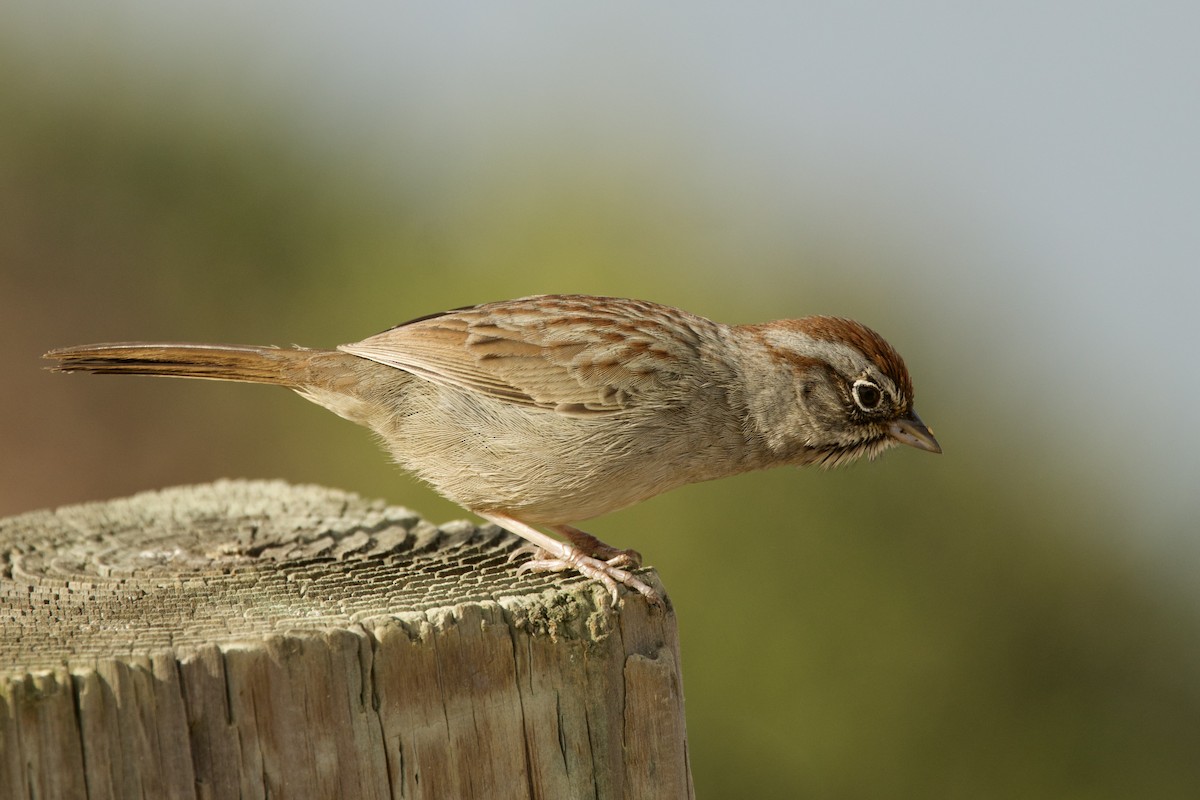 Rufous-crowned Sparrow - ML643903083