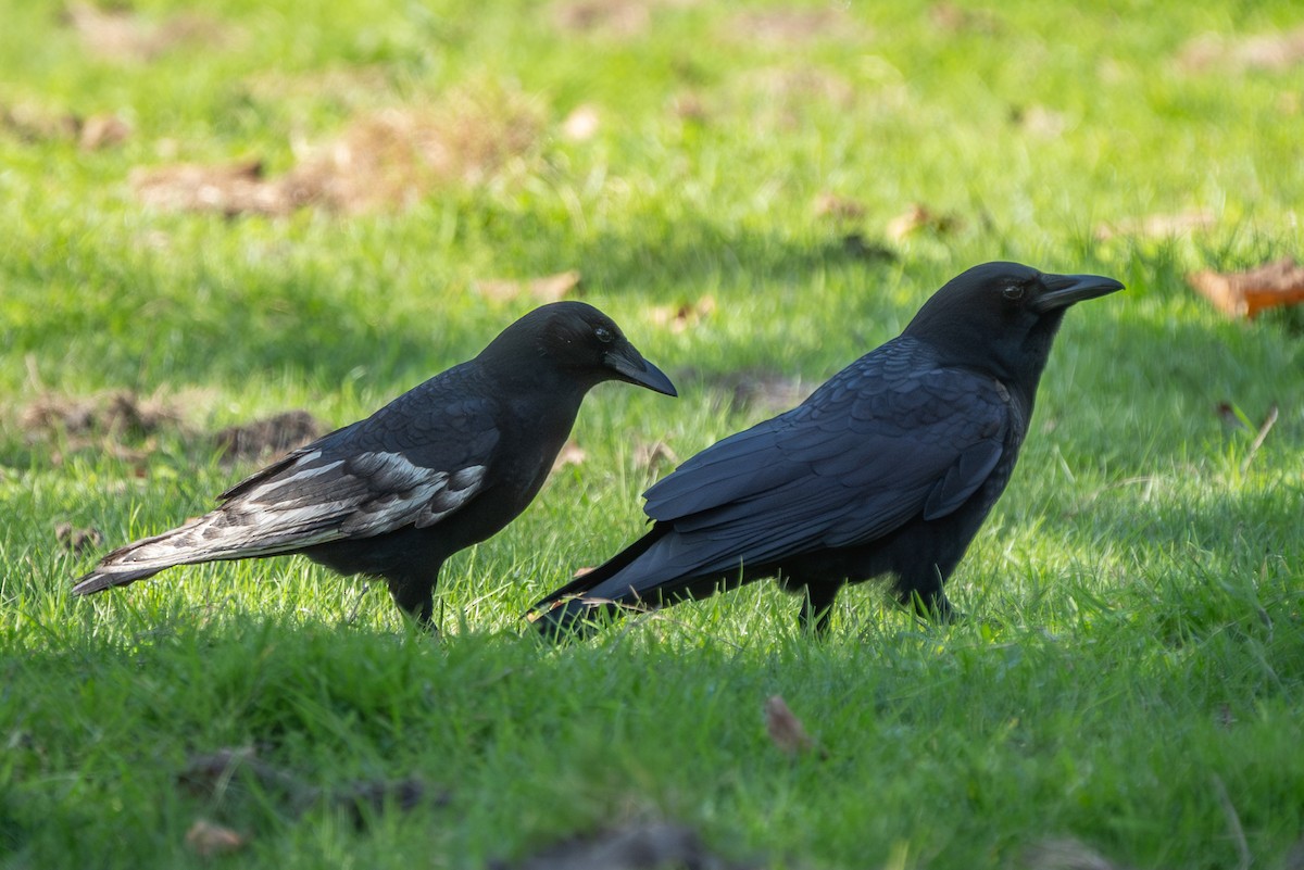 American Crow - ML643903085