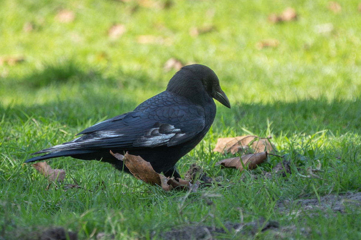 American Crow - ML643903086