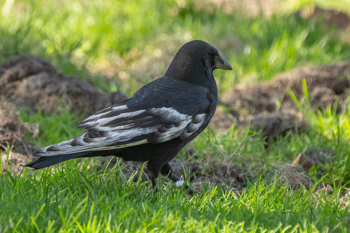 American Crow - ML643903087