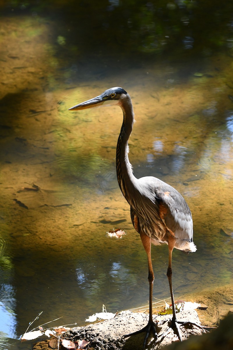 Great Blue Heron - ML643903089