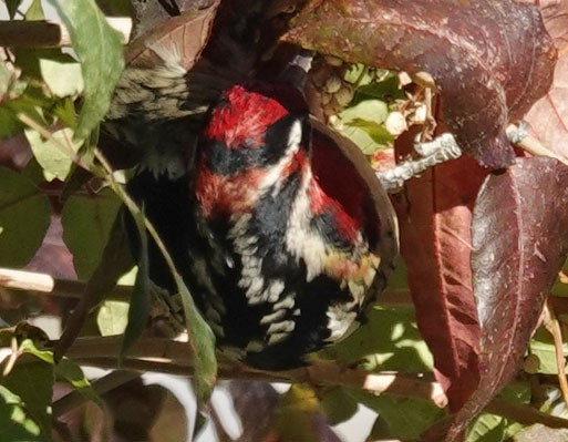 Chupasavia Nuquirrojo/Pechirrojo - ML643903104
