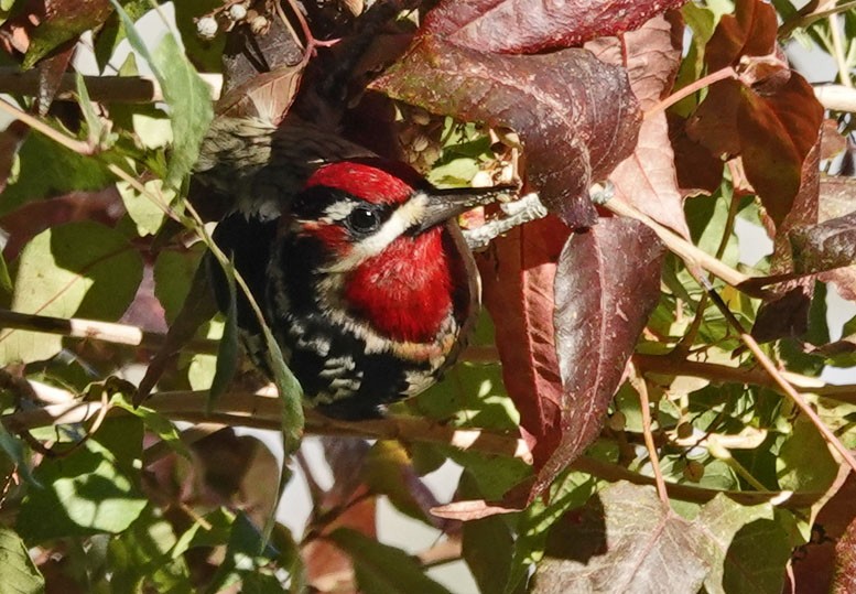 Chupasavia Nuquirrojo/Pechirrojo - ML643903106