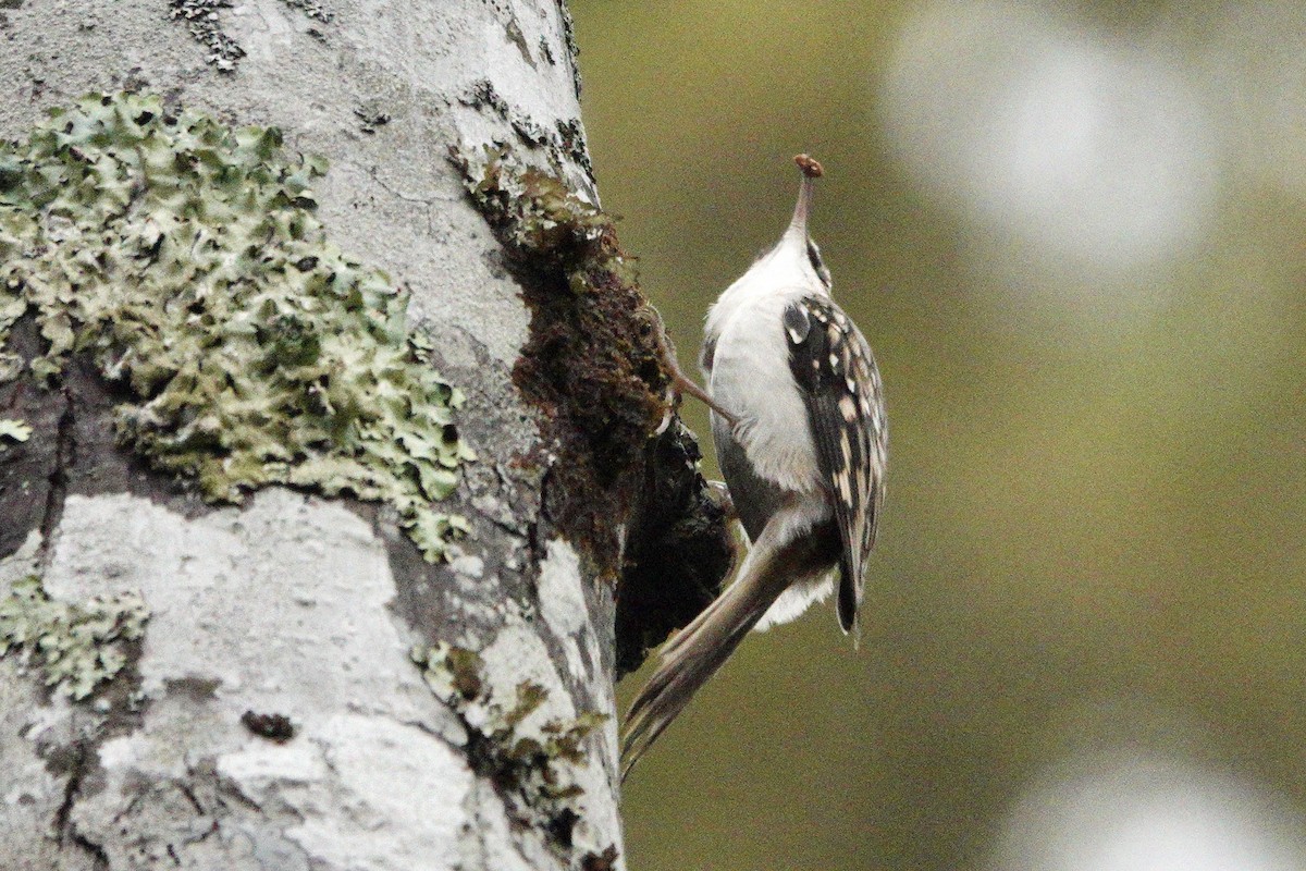 Brown Creeper - ML643903112