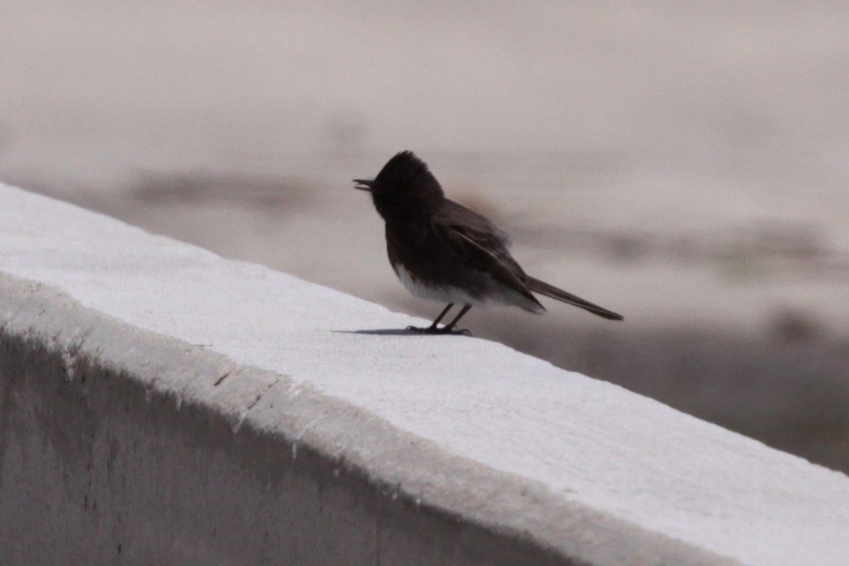 Black Phoebe - ML643903113