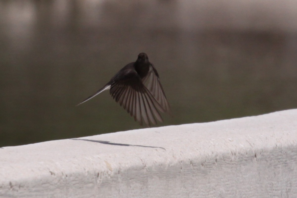 Black Phoebe - ML643903114