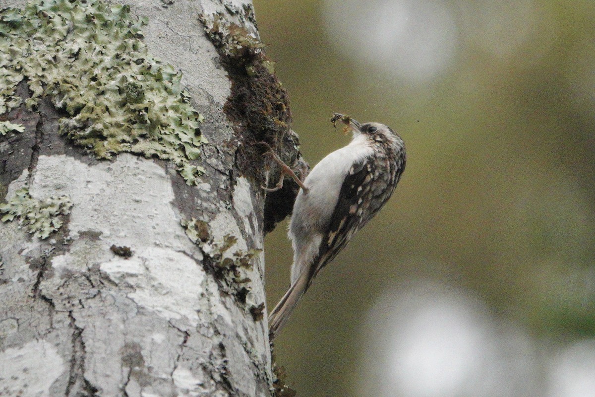 Brown Creeper - ML643903115
