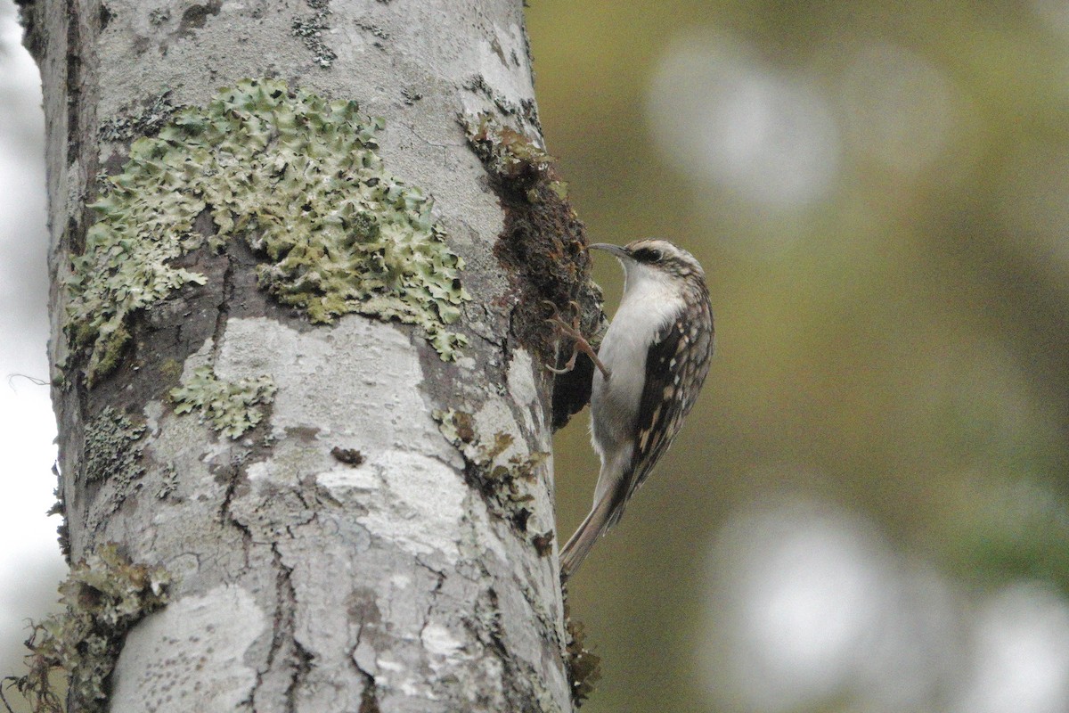 Brown Creeper - ML643903116