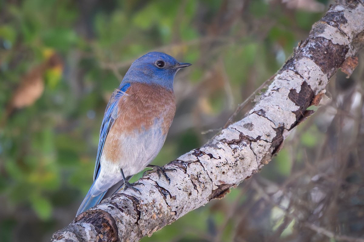 Western Bluebird - ML643903118